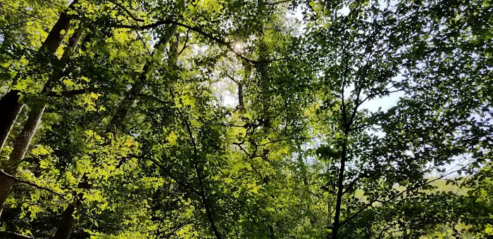 Backcountry Campsite #98 Picture 10