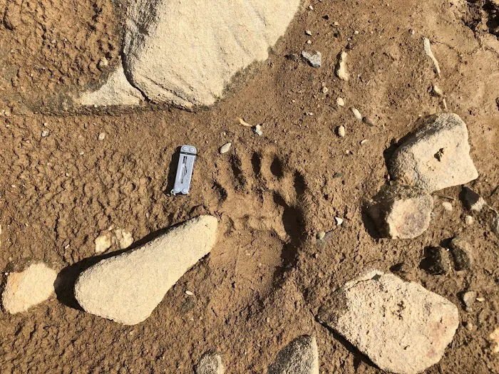 Backcountry Campsite #72 Picture 9