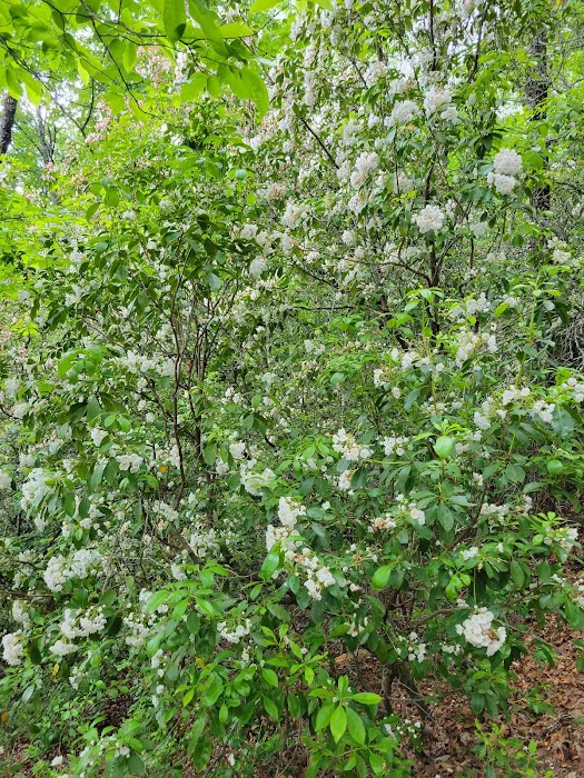 Backcountry Camp 74 Picture 9