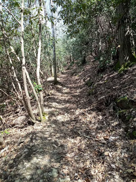 Backcountry Campsite #71 Picture 6