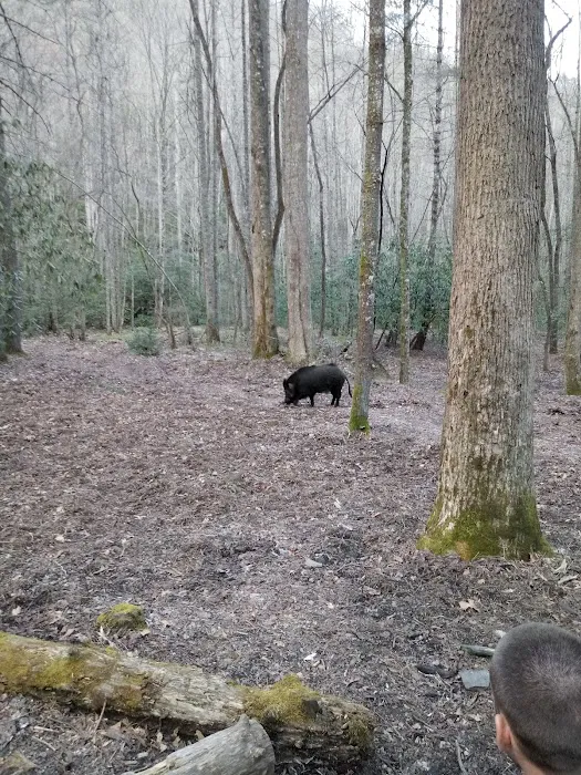 Backcountry Campsite #71 Picture 4