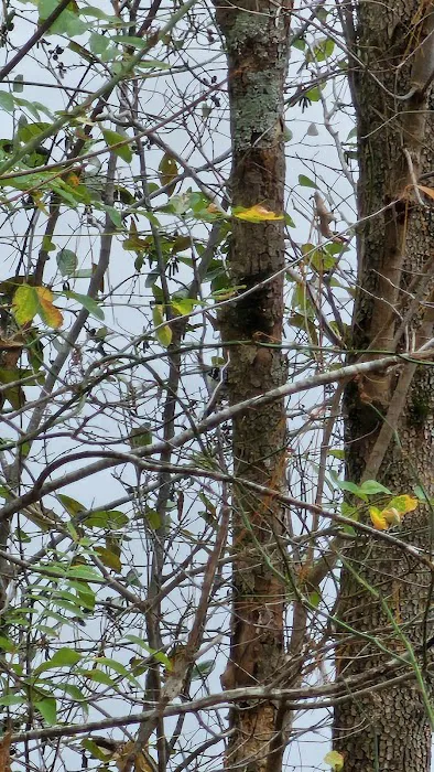Forest service campsite 10 Picture 9