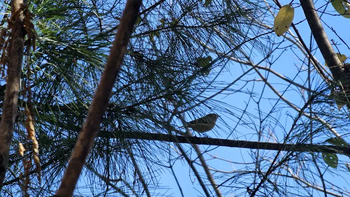 Forest service campsite 10 Picture 10