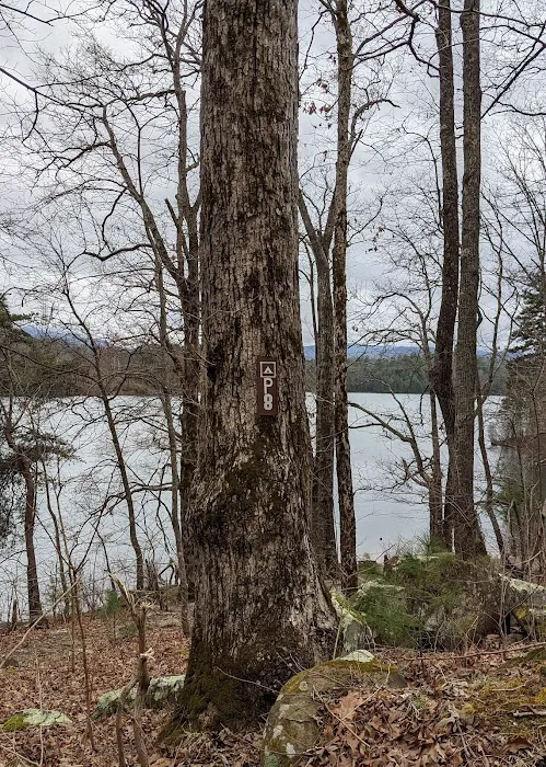 Forest Service Campsite P8 Picture 2