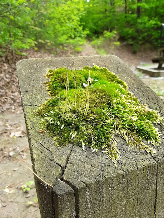 Cheoah Point Campground Picture 5