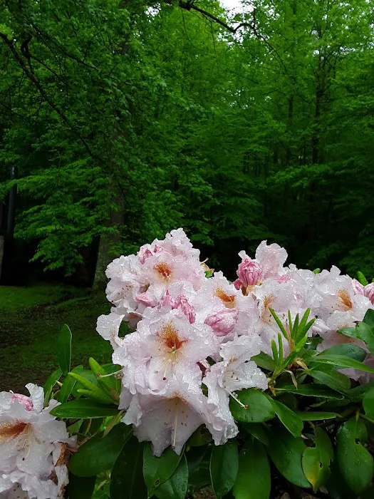 Cheoah Point Campground Picture 4