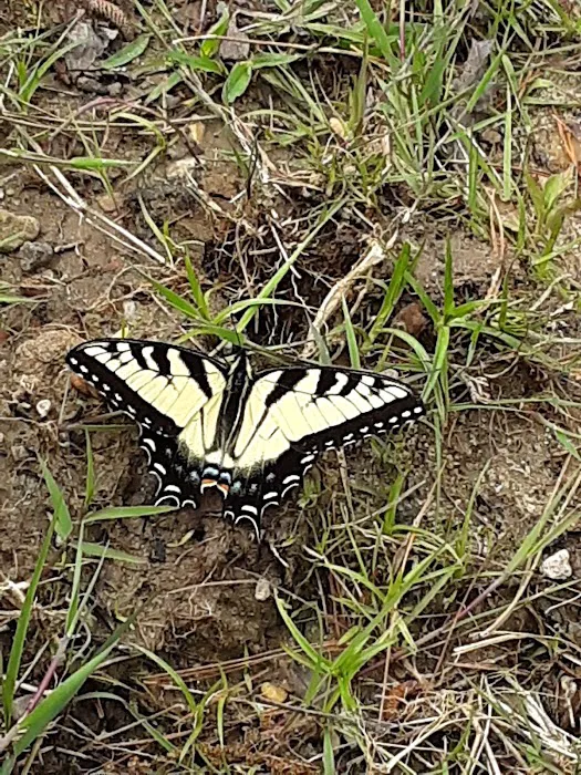 Cheoah Point Campground Picture 10