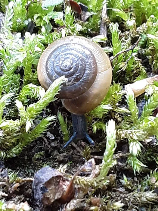 Cheoah Point Campground Picture 7