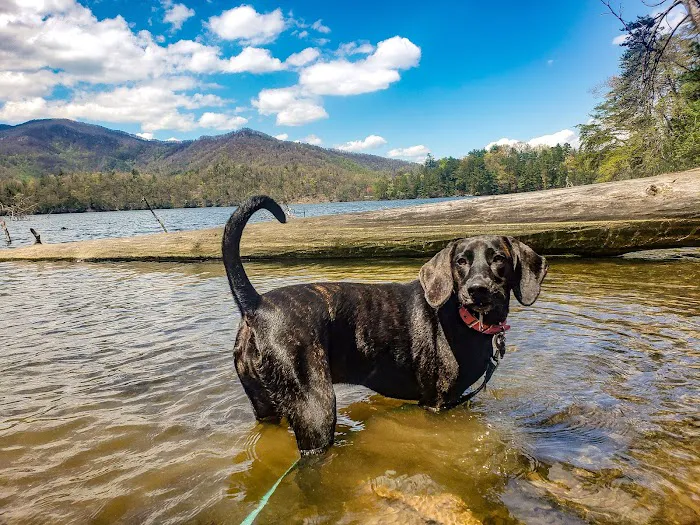 Cheoah Point Campground, Cheoah Ranger District, Nantahala National Forest Picture 10