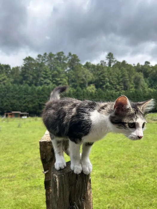 Owl Creek Farm Resort Picture 4