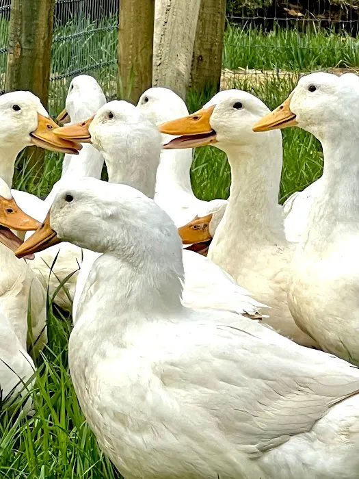 Owl Creek Farm Resort Picture 2