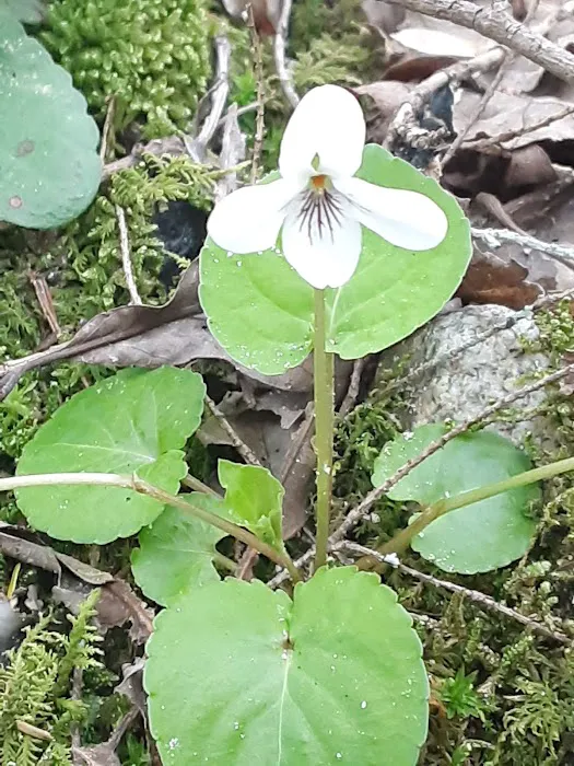Upper Chattahoochee River Campground Picture 8