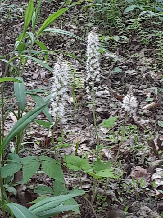 Upper Chattahoochee River Campground Picture 10