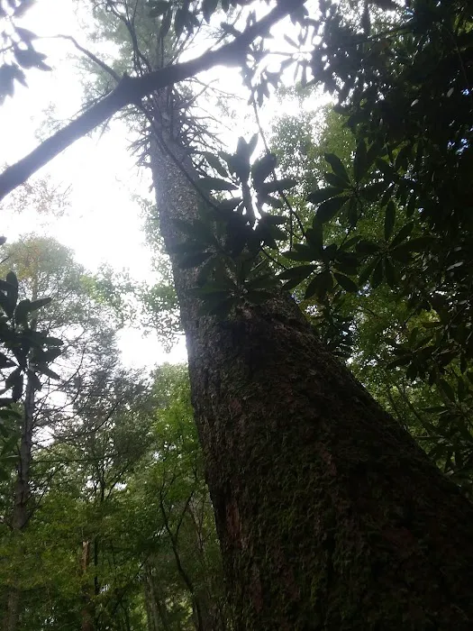 Jasus Creek Campground Picture 8