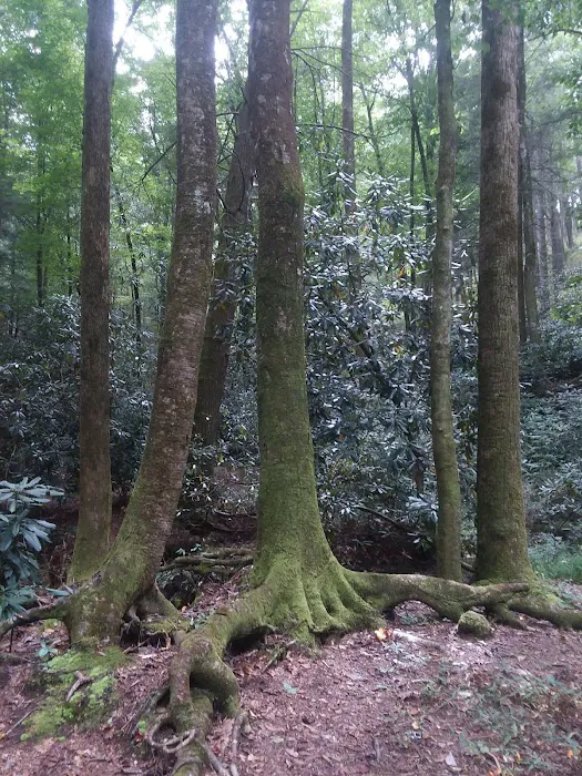 Jasus Creek Campground Picture 9