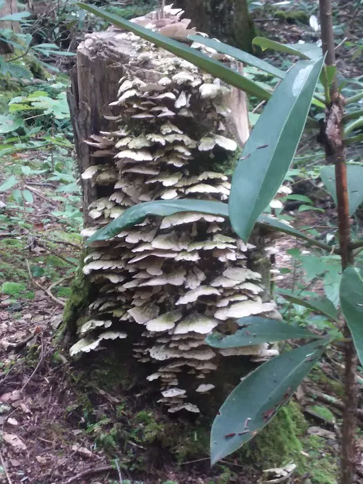 Jasus Creek Campground Picture 10