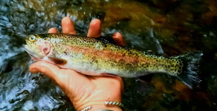 Low Gap Campground Picture 7