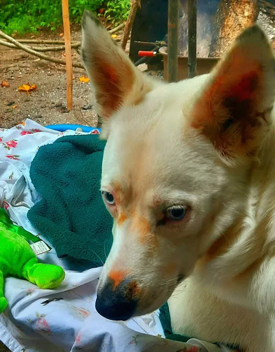 Low Gap Campground Picture 8