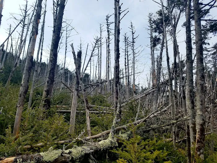 Mount LeConte Trail Shelter Picture 4
