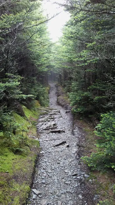 Mount LeConte Trail Shelter Picture 8