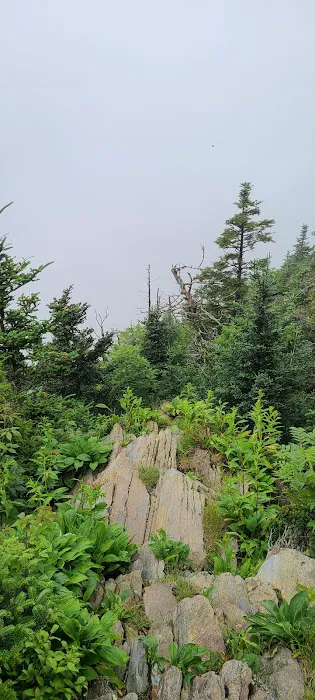 Mount LeConte Trail Shelter Picture 9