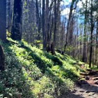 Porters Creek Trailhead Campground ico