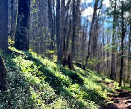 Porters Creek Trailhead Campground