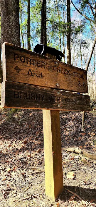 Porters Creek Trailhead Campground Picture 8