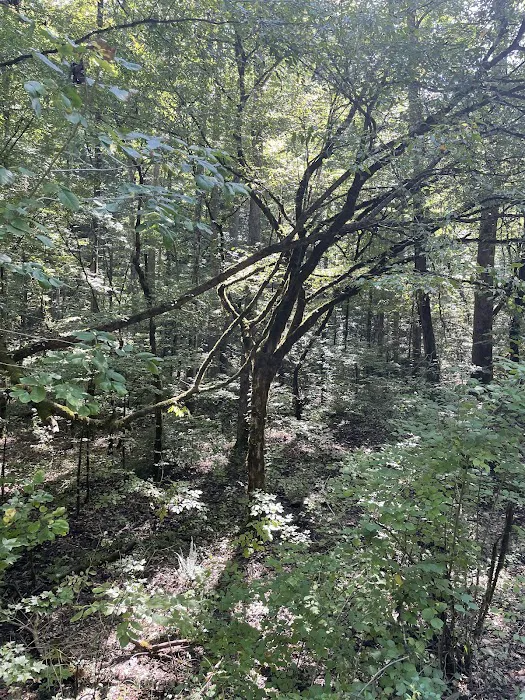 Citico Creek Campsite 9 Picture 7