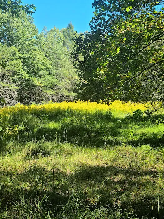 Indian Boundary Campground Picture 9