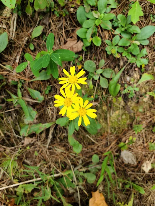Indian Boundary Campground Picture 7