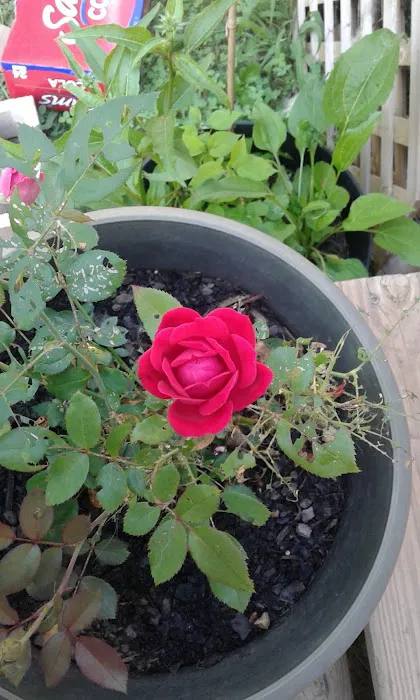 Tennessee Country Campground Picture 7