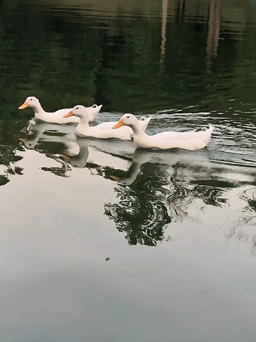 Hornsby Hollow Campground Klinker Management Picture 4