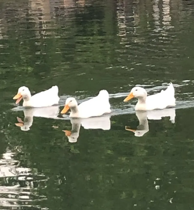 Hornsby Hollow Campground Klinker Management Picture 10