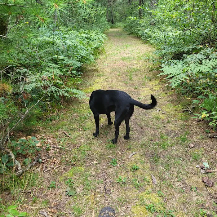 Kestelwoods Campground Picture 9