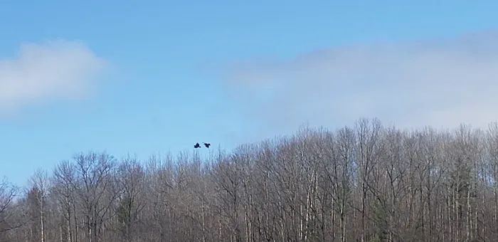 Long Lake (Missaukee) State Forest Campground Picture 1