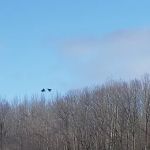 Long Lake (Missaukee) State Forest Campground