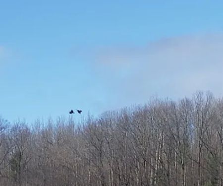 Long Lake (Missaukee) State Forest Campground