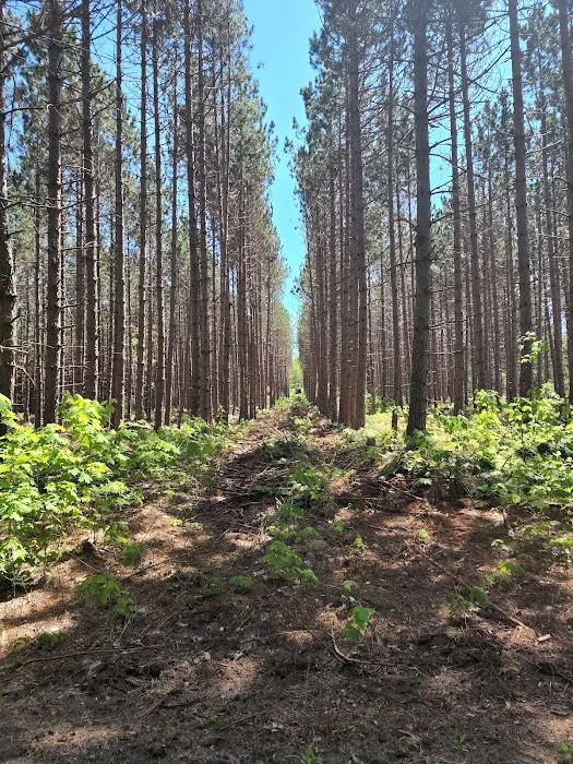 The Campground Michigan Picture 5