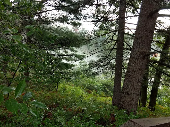 Manistee River Bridge State Forest Campground Picture 9