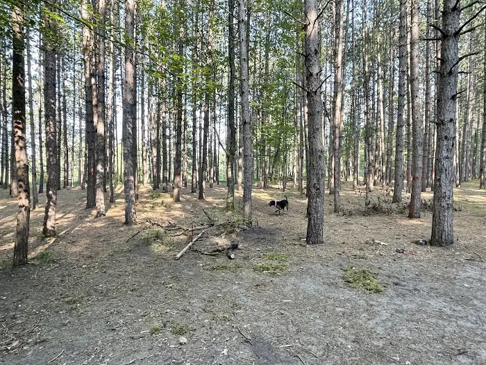 Upper Manistee River State Forest Campground Picture 3