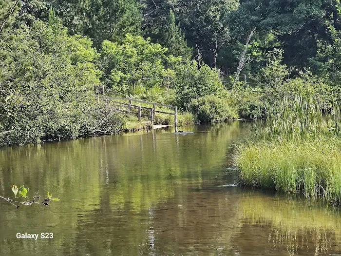 Upper Manistee River State Forest Campground Picture 7