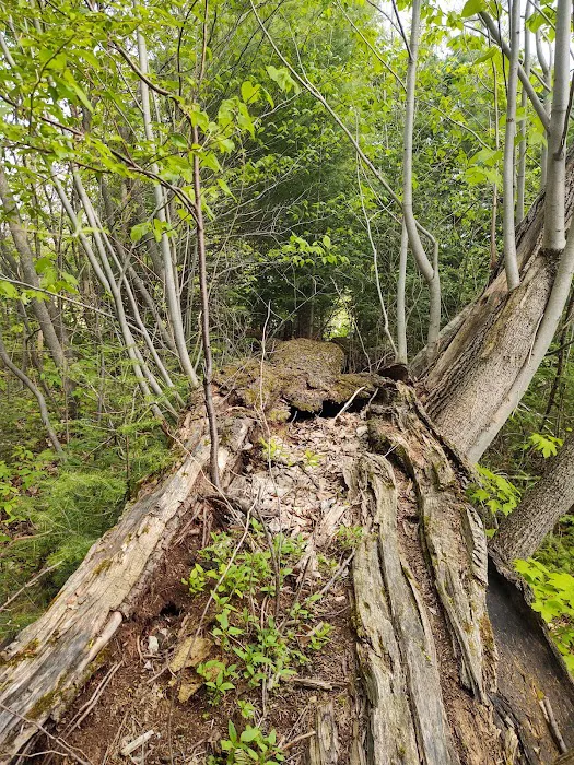 OffBeat Acres - Camp Chill AF! Picture 3