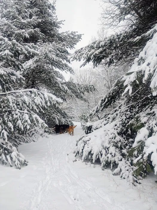 OffBeat Acres - Camp Chill AF! Picture 5