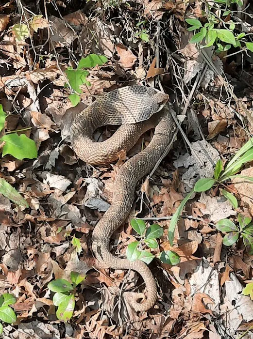 Muskrat Lake State Forest Campground Picture 10