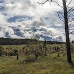 McKinley Trail Camp for the Shore to Shore Horseback and Hiking Trail