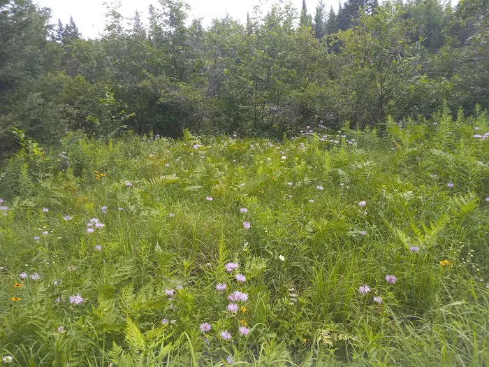 Buttercup Campground Picture 6