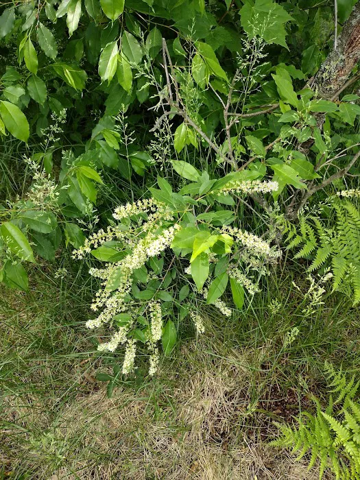 Buttercup Campground Picture 5