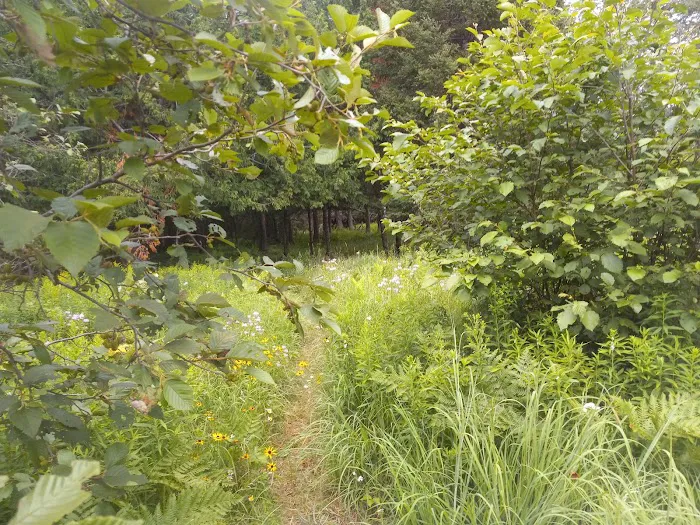 Buttercup Campground Picture 8