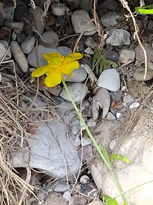 Buttercup Campground Picture 7